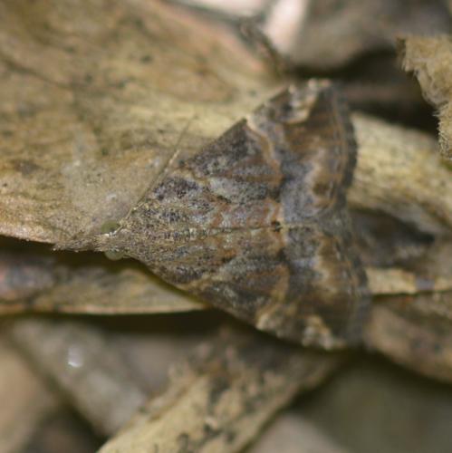 Hypena laceratalis